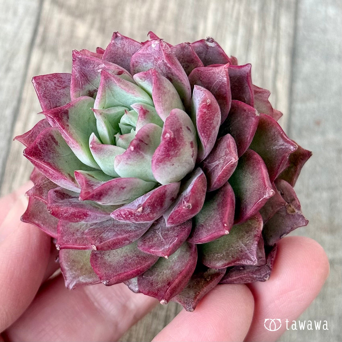 New Arrivals: Ice Green