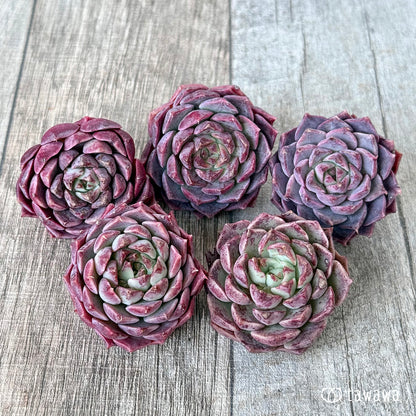 ＊新入荷＊　クイーンリー（エアーマジック農園苗）