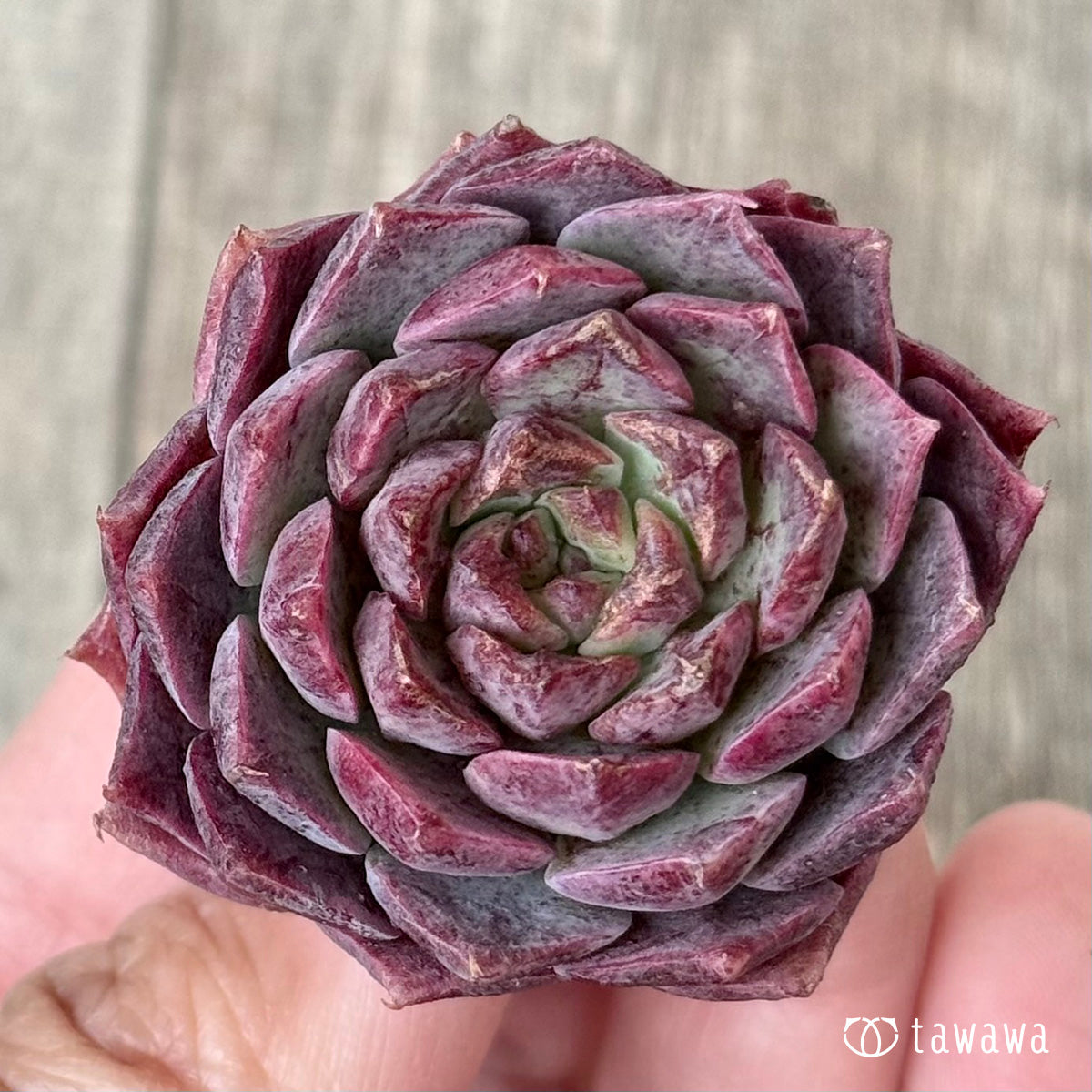 ＊新入荷＊　クイーンリー（エアーマジック農園苗）