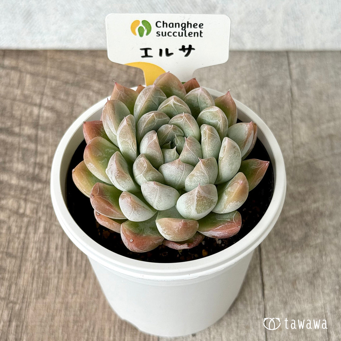 *新発売* エルサ(チャンヒー農園) 【tawawaハウス苗】(7.5cmポット)