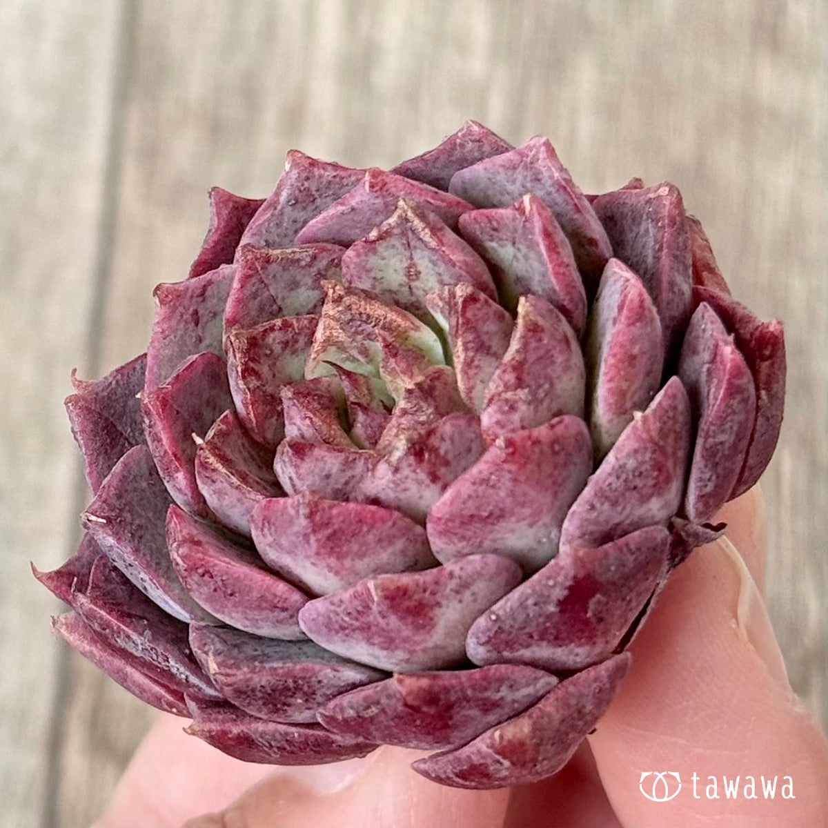 ＊新入荷＊　クイーンリー（エアーマジック農園苗）