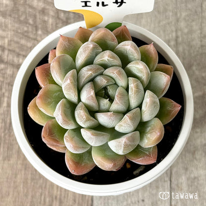 ＊新発売＊　エルサ（チャンヒー農園）　【tawawaハウス苗】(7.5cmポット)