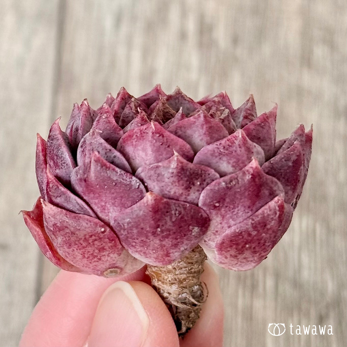 ＊新入荷＊　クイーンリー（エアーマジック農園苗）