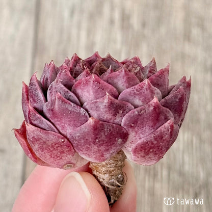 ＊新入荷＊　クイーンリー（エアーマジック農園苗）