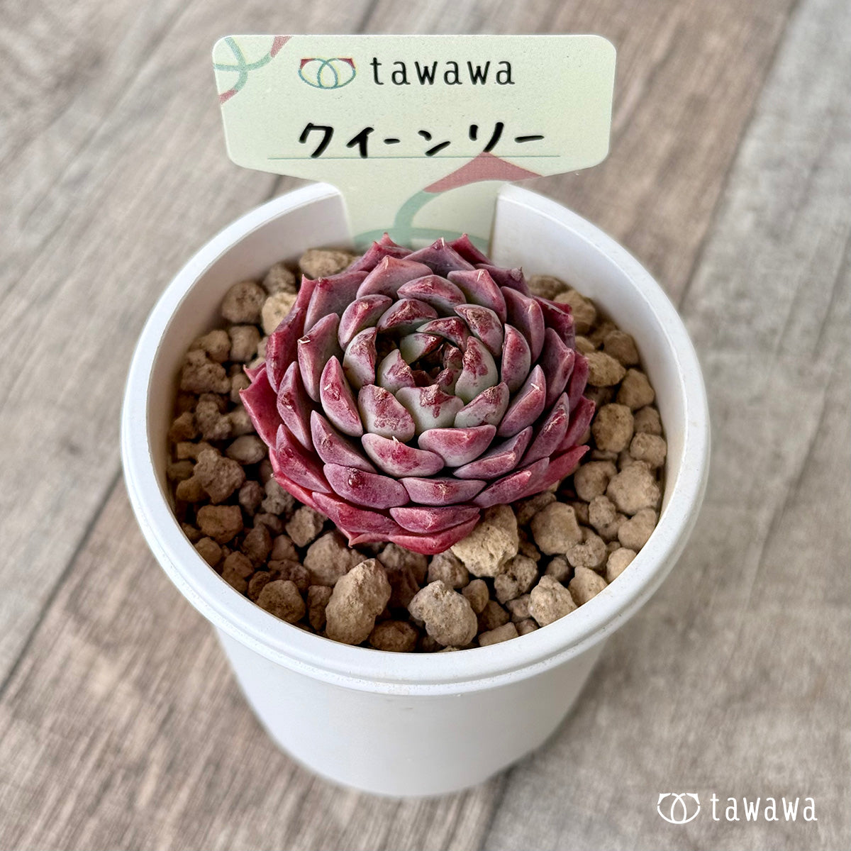 ＊新入荷＊　クイーンリー（エアーマジック農園苗）