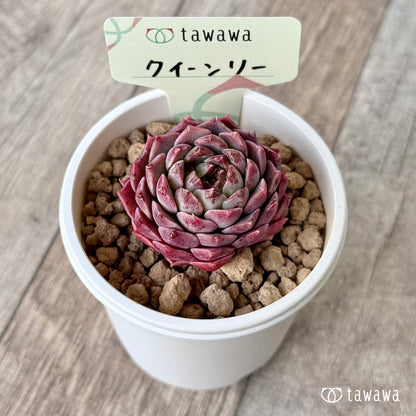 ＊新入荷＊　クイーンリー（エアーマジック農園苗）