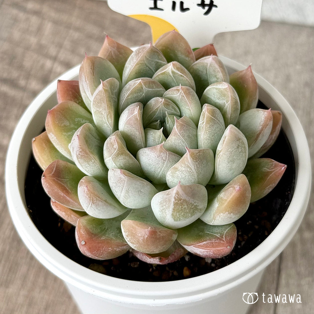 *新発売* エルサ(チャンヒー農園) 【tawawaハウス苗】(7.5cmポット)