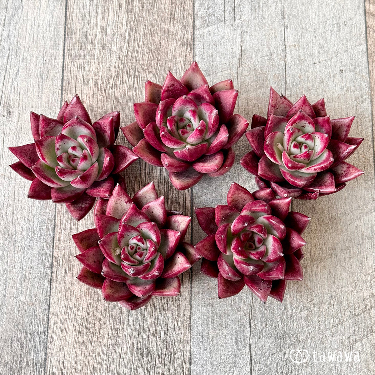 ＊新入荷＊　コンコルド（エアーマジック農園苗）