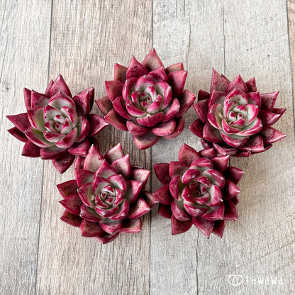 ＊新入荷＊　コンコルド（エアーマジック農園苗）