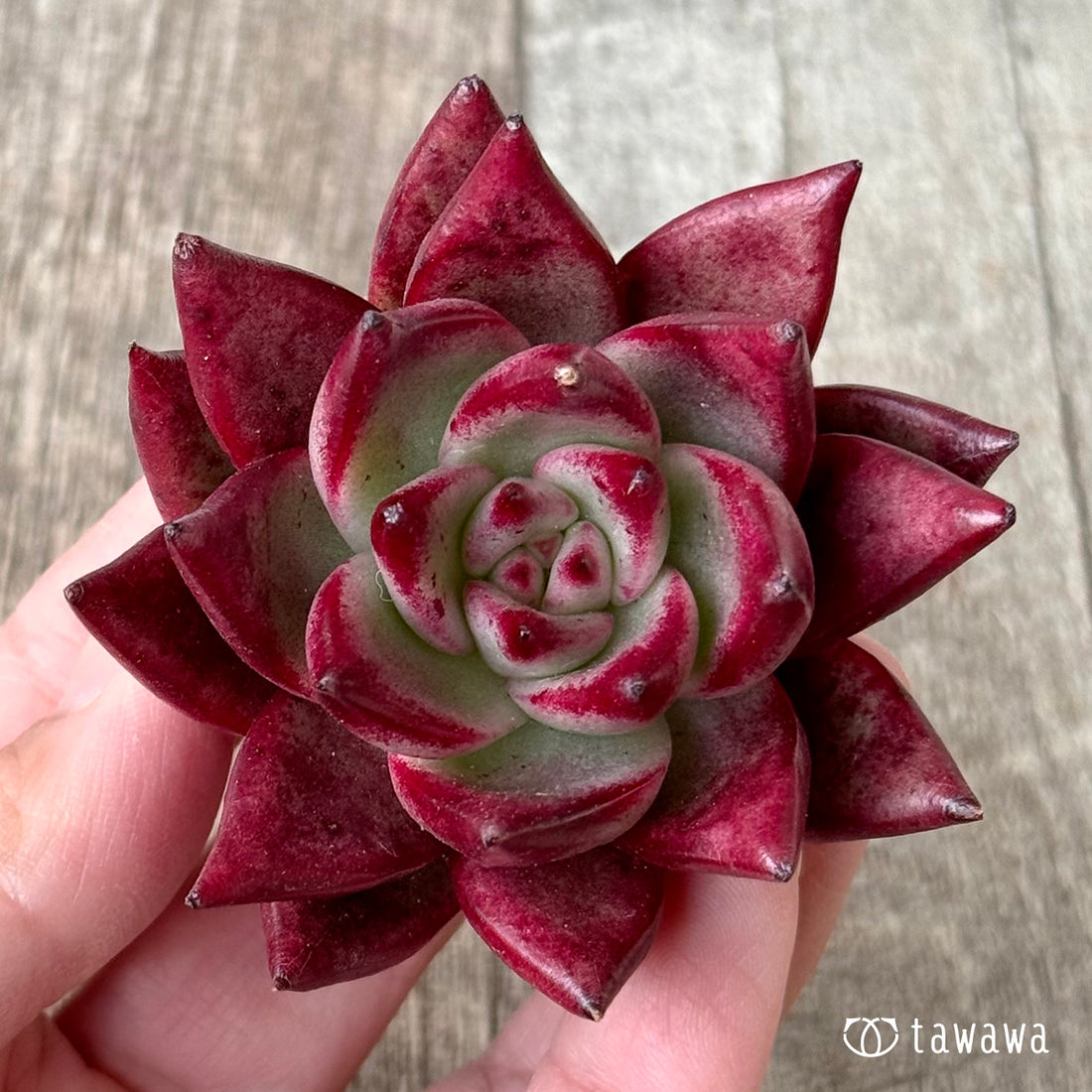 ＊新入荷＊　コンコルド（エアーマジック農園苗）