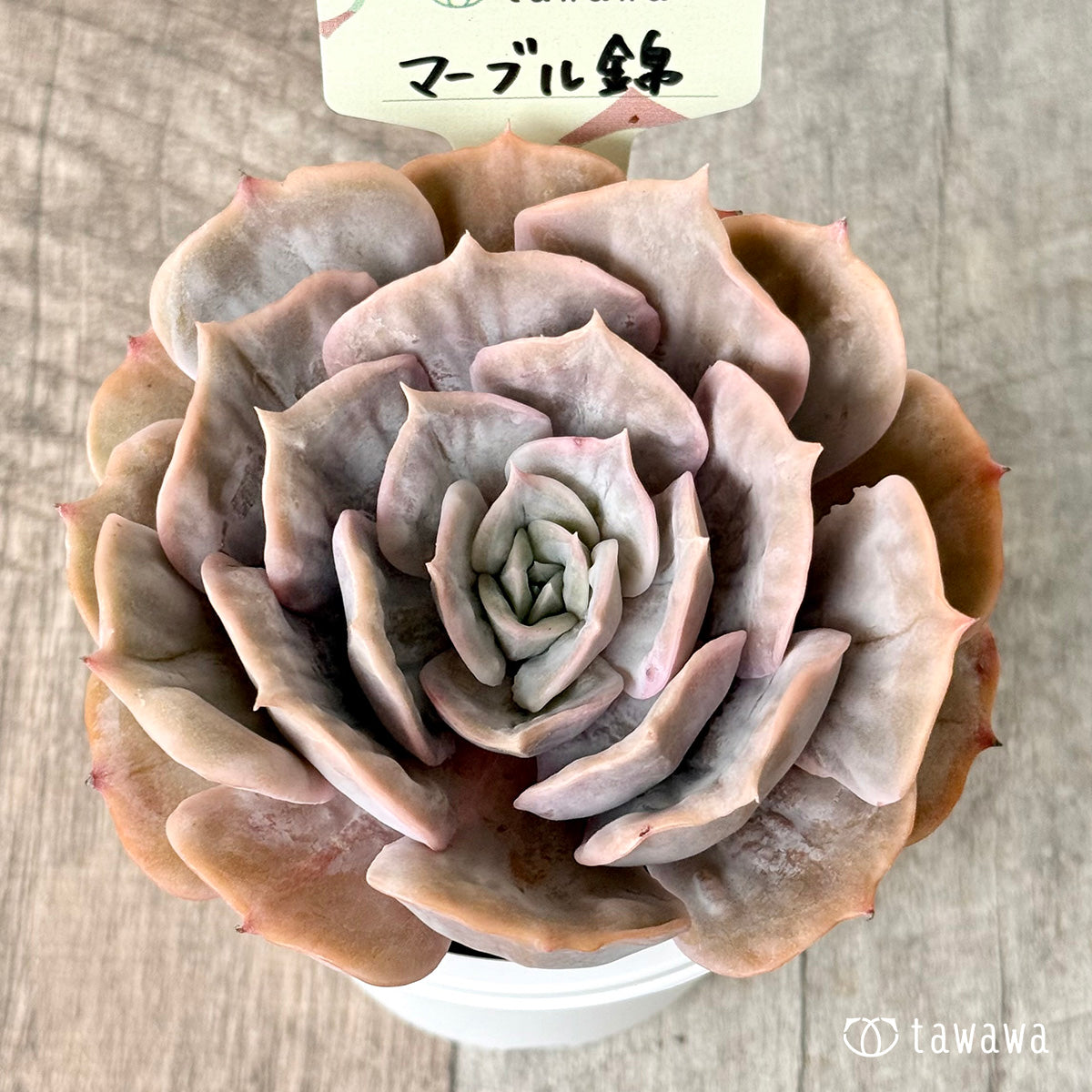 マーブル錦【tawawaハウス苗】(7.5cmポット)