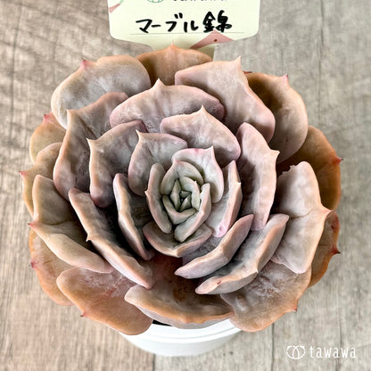 マーブル錦【tawawaハウス苗】(7.5cmポット)