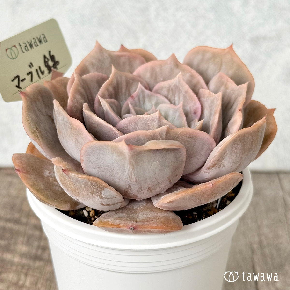 マーブル錦【tawawaハウス苗】(7.5cmポット)