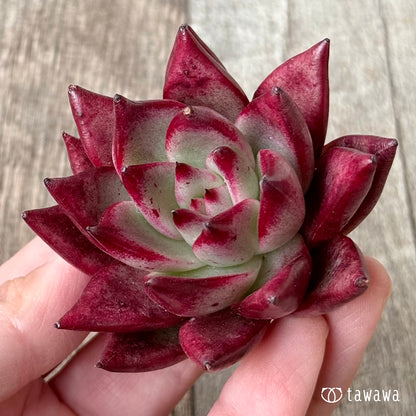 ＊新入荷＊　コンコルド（エアーマジック農園苗）