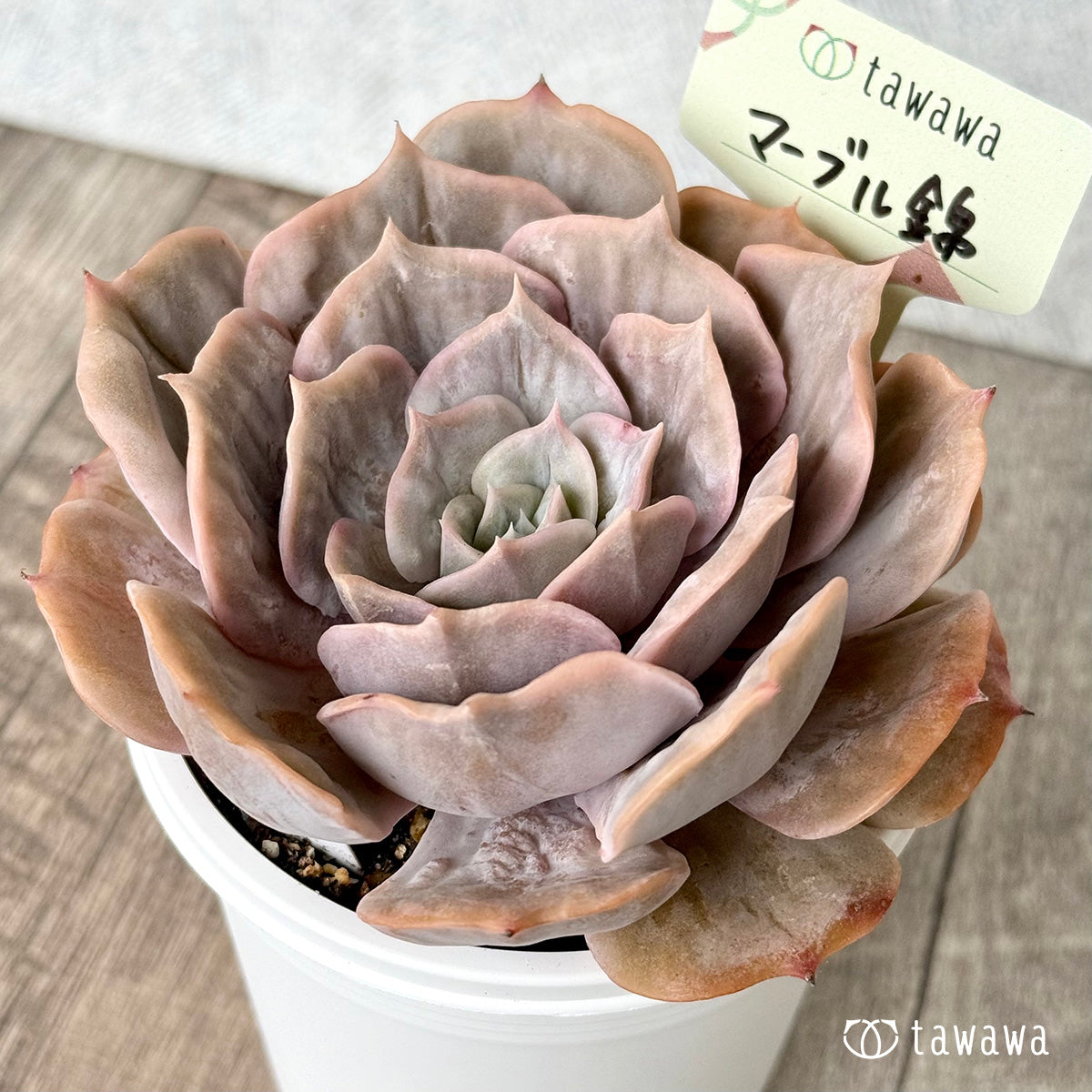 マーブル錦【tawawaハウス苗】(7.5cmポット)