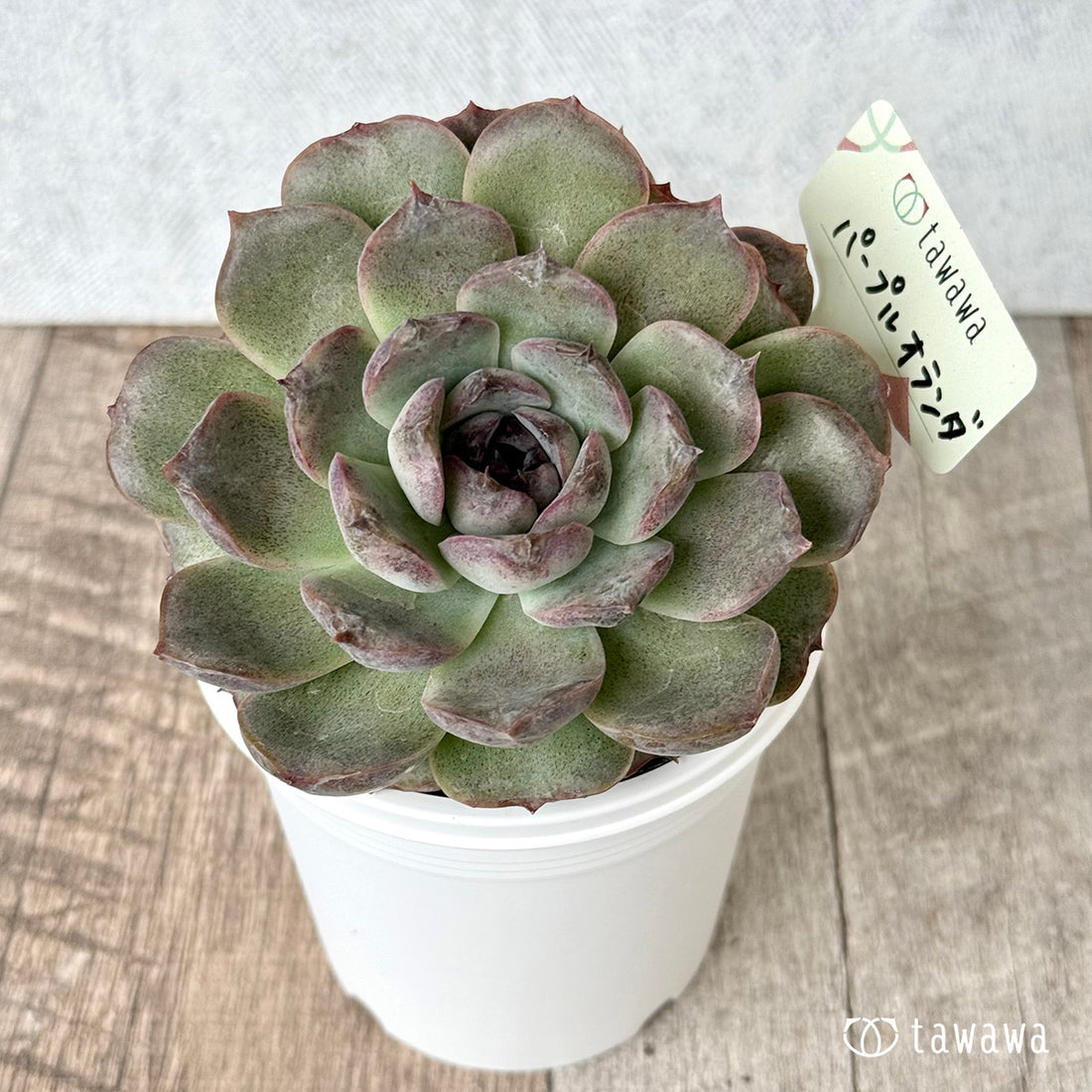 *新発売* パープルオランダ【tawawaハウス苗】(7.5cmポット)