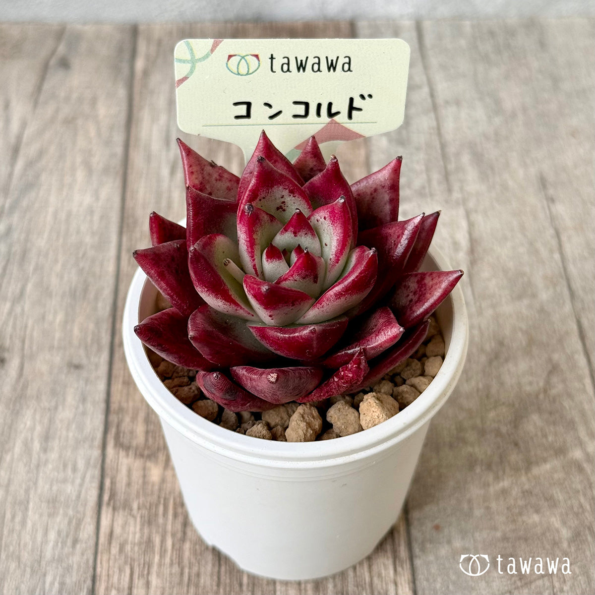 ＊新入荷＊　コンコルド（エアーマジック農園苗）