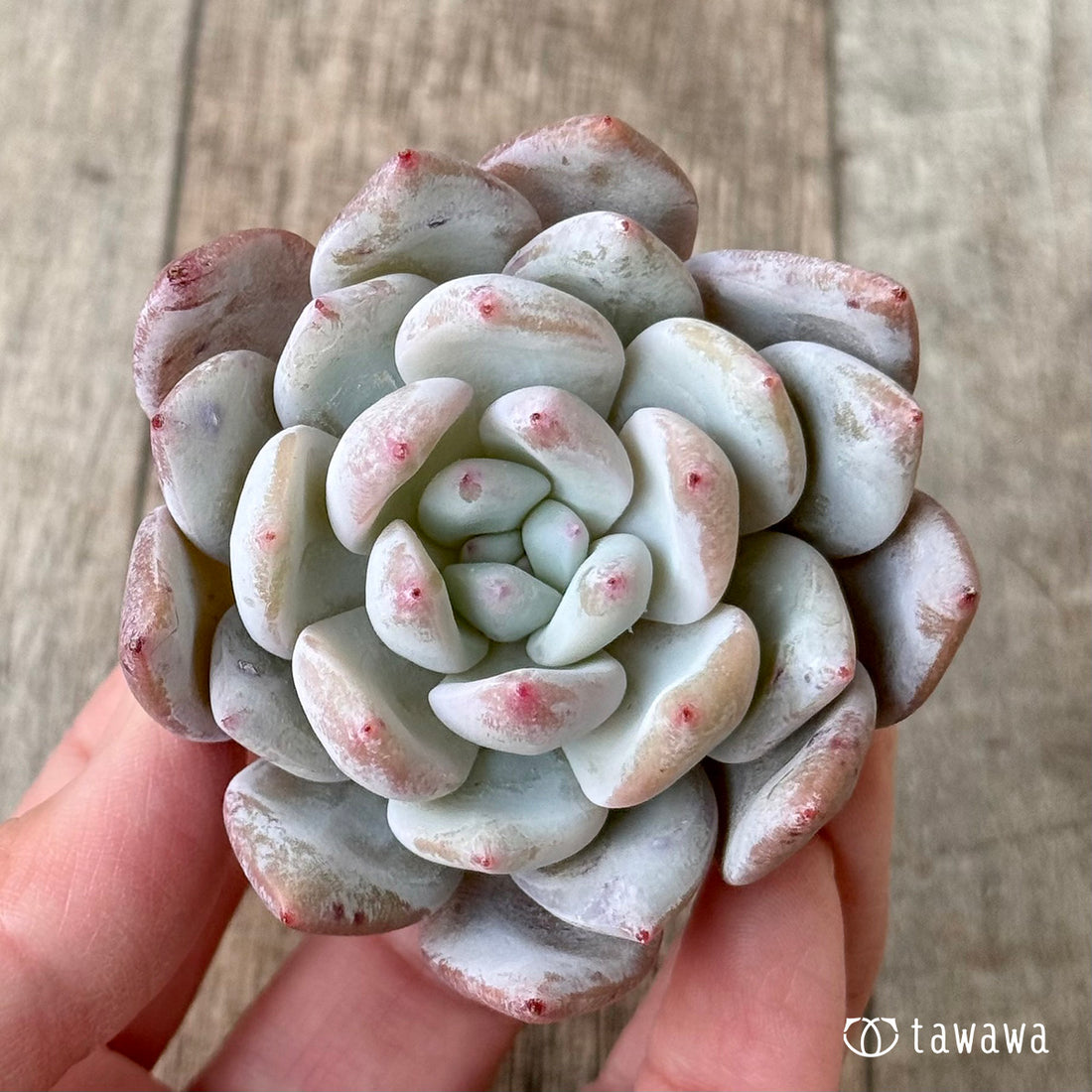 【3/9発売】スノータコ（エアーマジック農園苗）