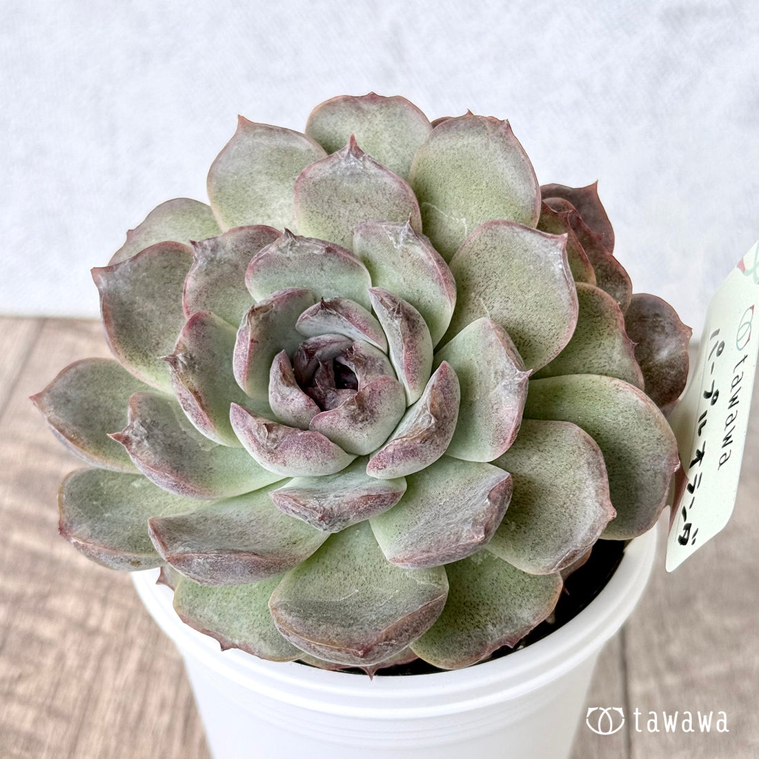 *新発売* パープルオランダ【tawawaハウス苗】(7.5cmポット)