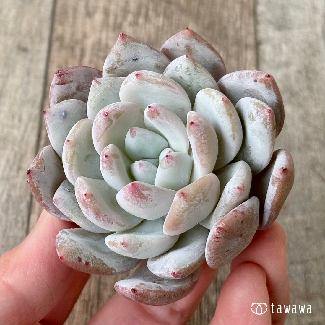 【3/9発売】スノータコ（エアーマジック農園苗）