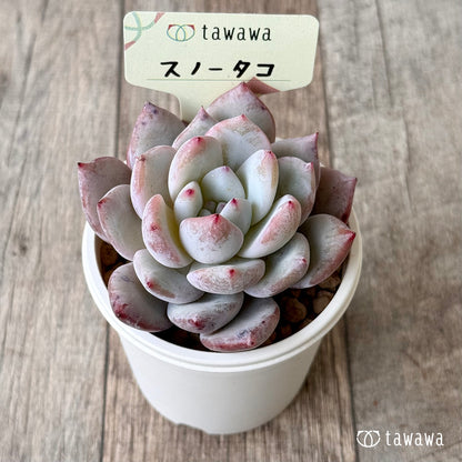 スノータコ（エアーマジック農園苗）