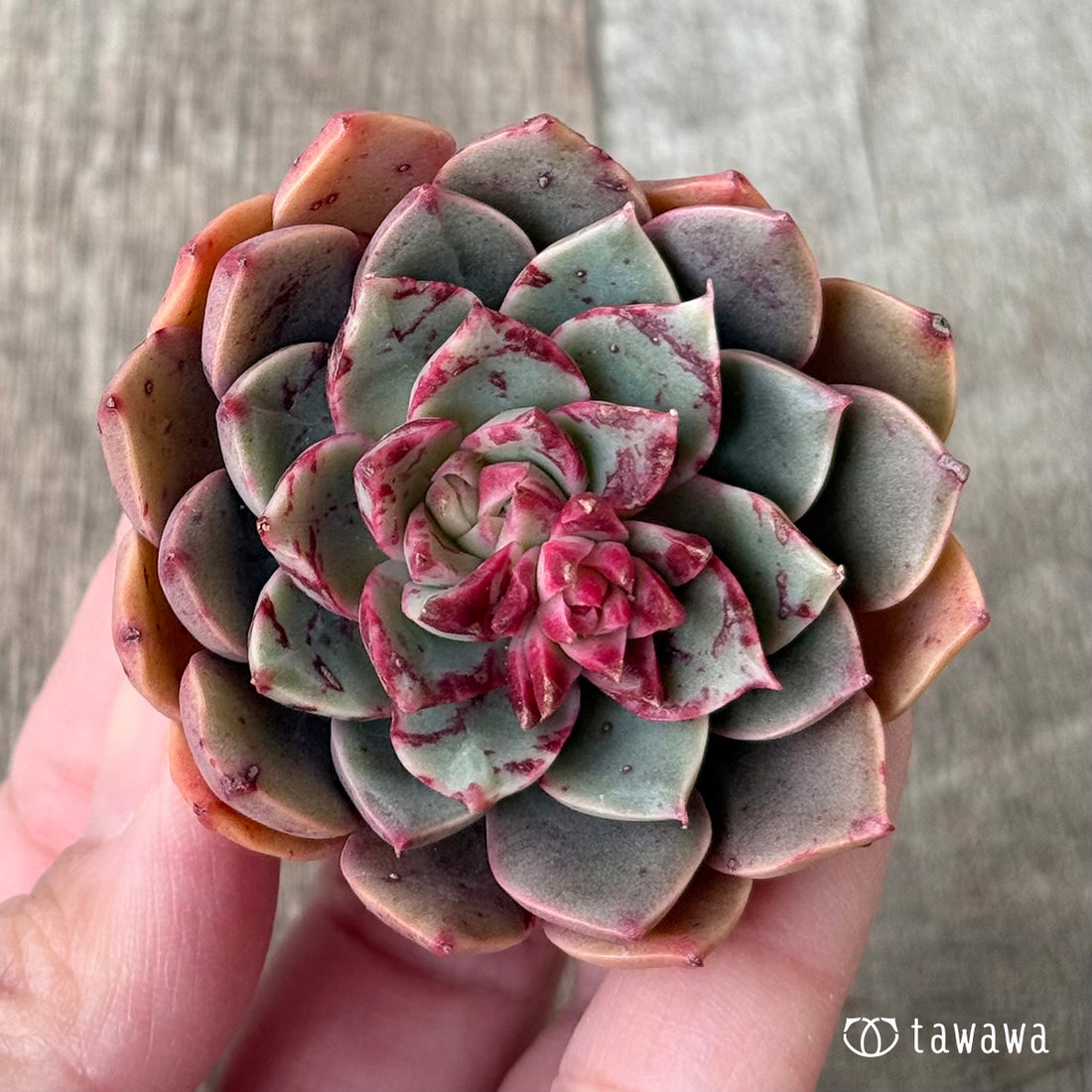 サンタラブ（エアーマジック農園苗）