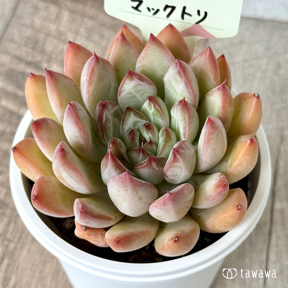*新発売* マックトリ(エアーマジック農園)【tawawaハウス苗】(7.5cmポット)