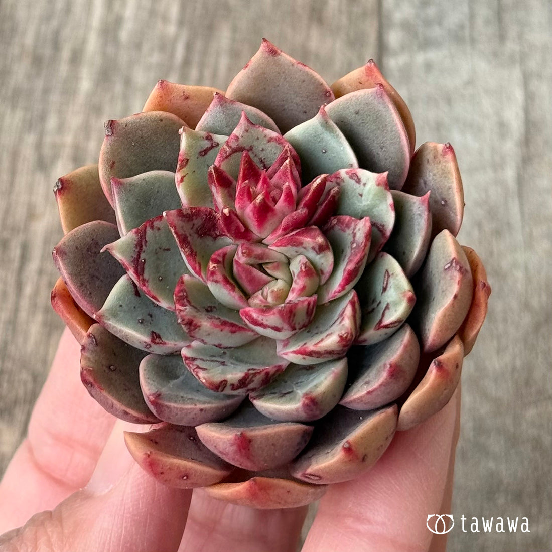 サンタラブ（エアーマジック農園苗）