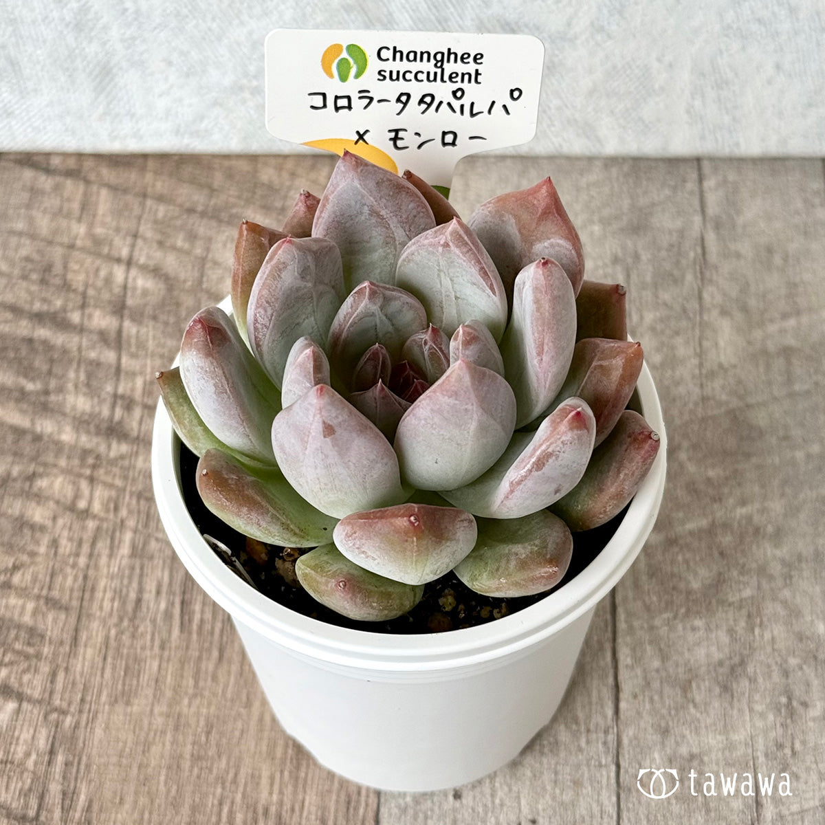 コロラータタパルパ×モンロー（チャンヒー農園）【tawawaハウス苗】(7.5cmポット)