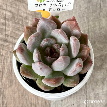 コロラータタパルパ×モンロー（チャンヒー農園）【tawawaハウス苗】(7.5cmポット)
