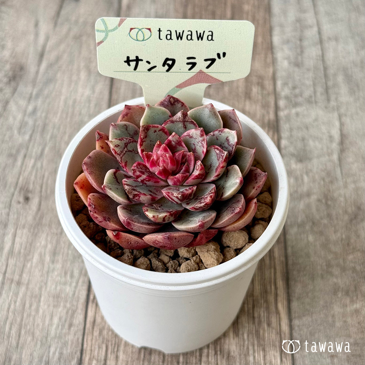 サンタラブ（エアーマジック農園苗）