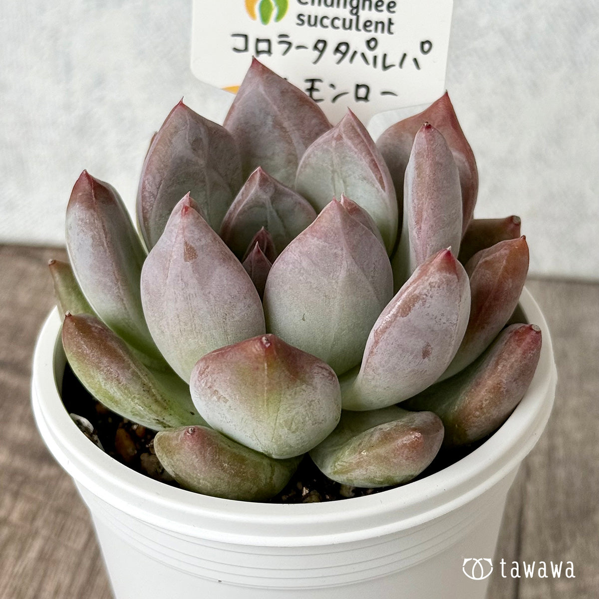 コロラータタパルパ×モンロー（チャンヒー農園）【tawawaハウス苗】(7.5cmポット)