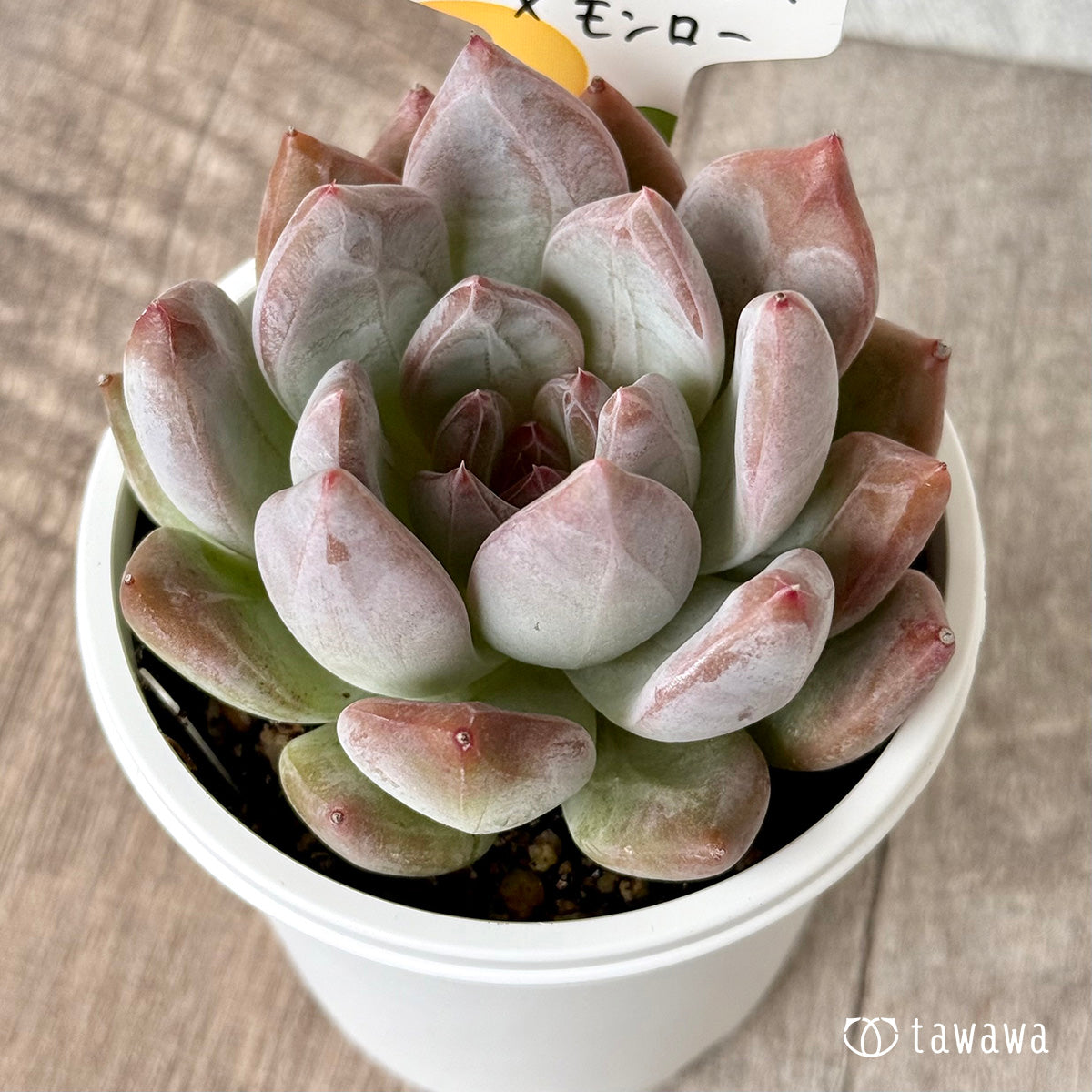 コロラータタパルパ×モンロー（チャンヒー農園）【tawawaハウス苗】(7.5cmポット)