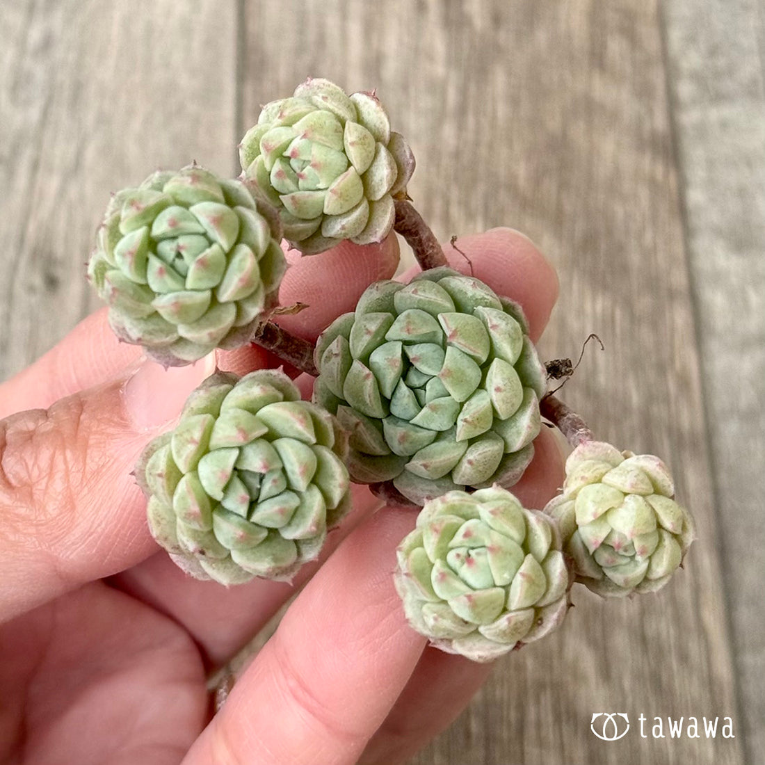 ＊新入荷＊　オクロ（エアーマジック農園苗）