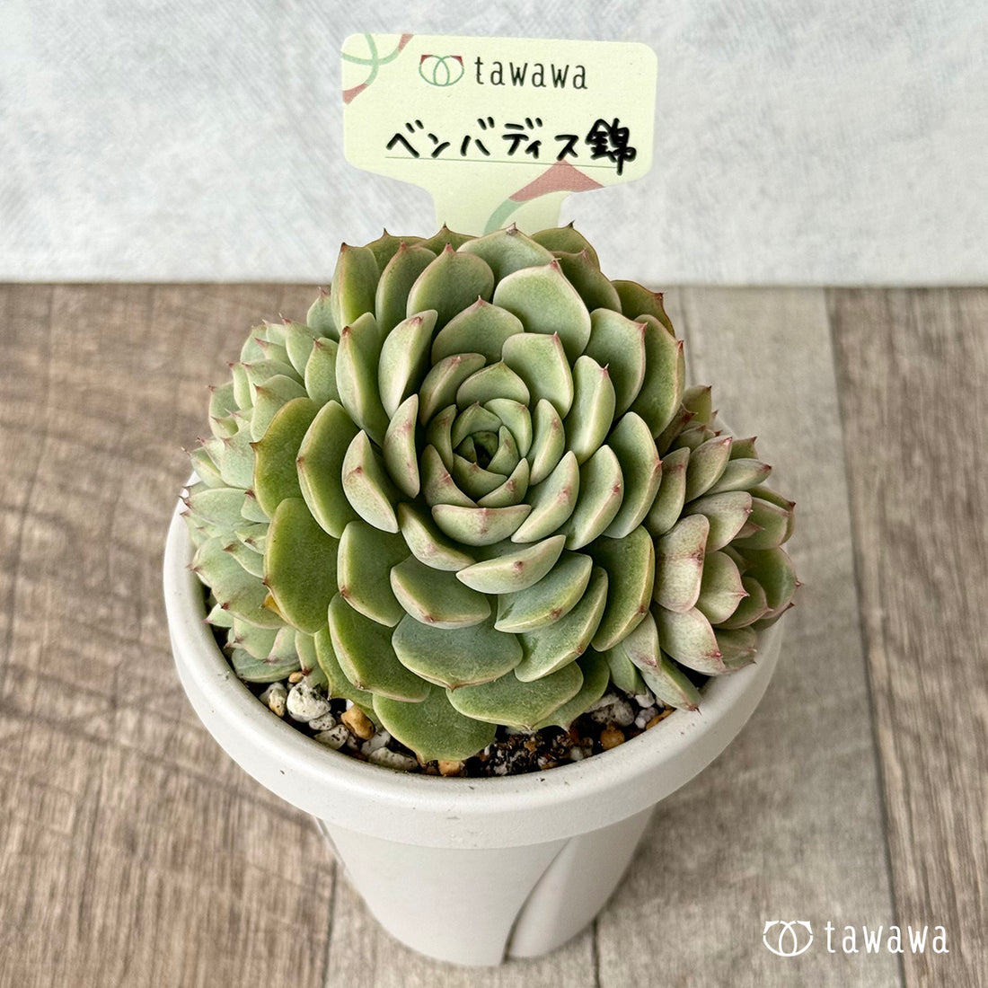 *新発売* ベンバディス錦【tawawaハウス苗】(根張り鉢3号)