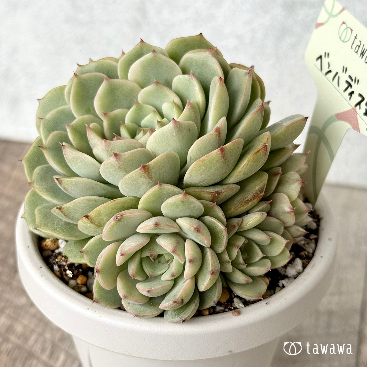 Benbadis Nishiki [tawawa house seedling] (rooted 3-go pot)