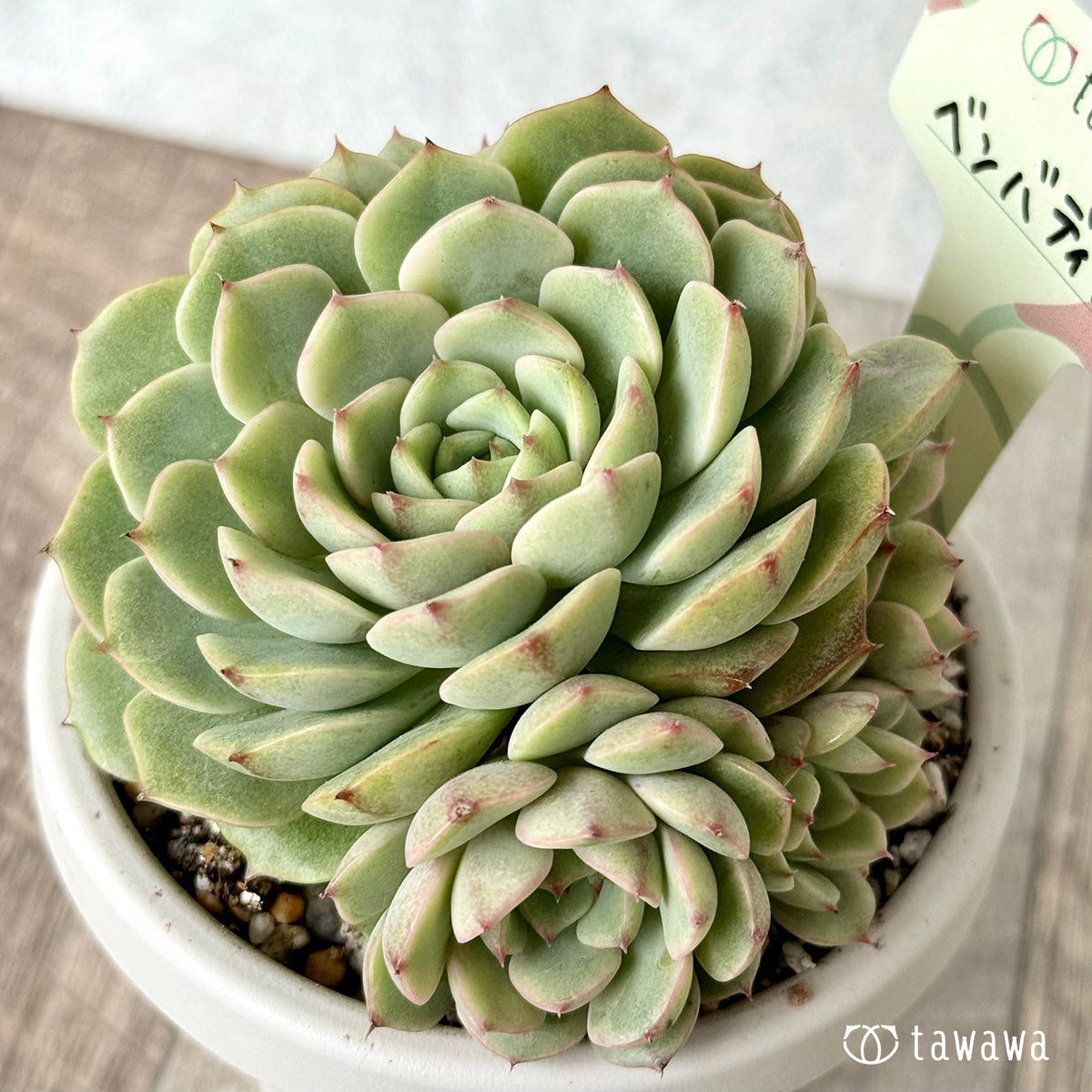 Benbadis Nishiki [tawawa house seedling] (rooted 3-go pot)