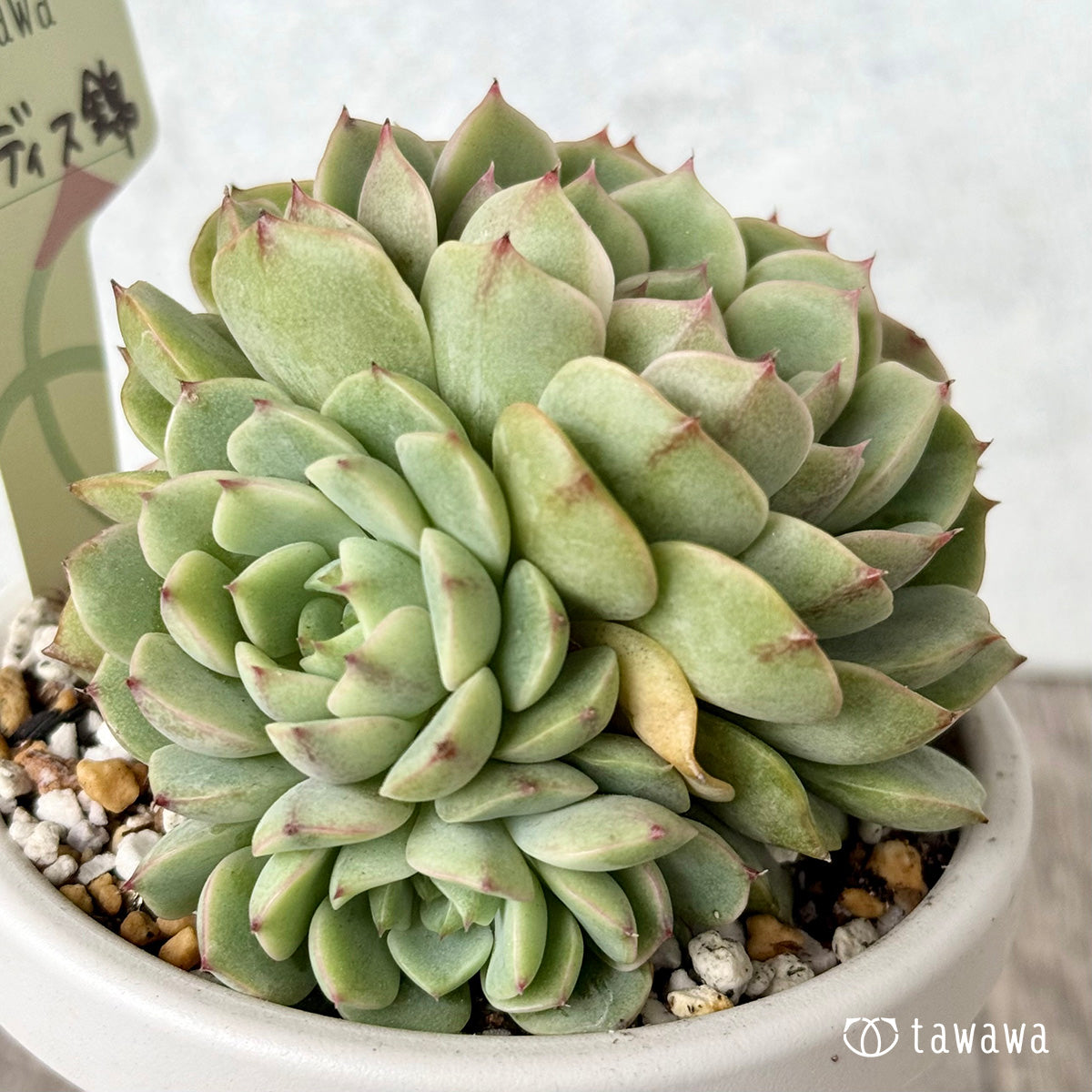 Benbadis Nishiki [tawawa house seedling] (rooted 3-go pot)