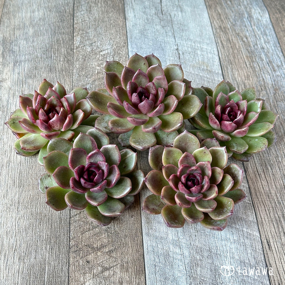 New Arrivals: Ice Green