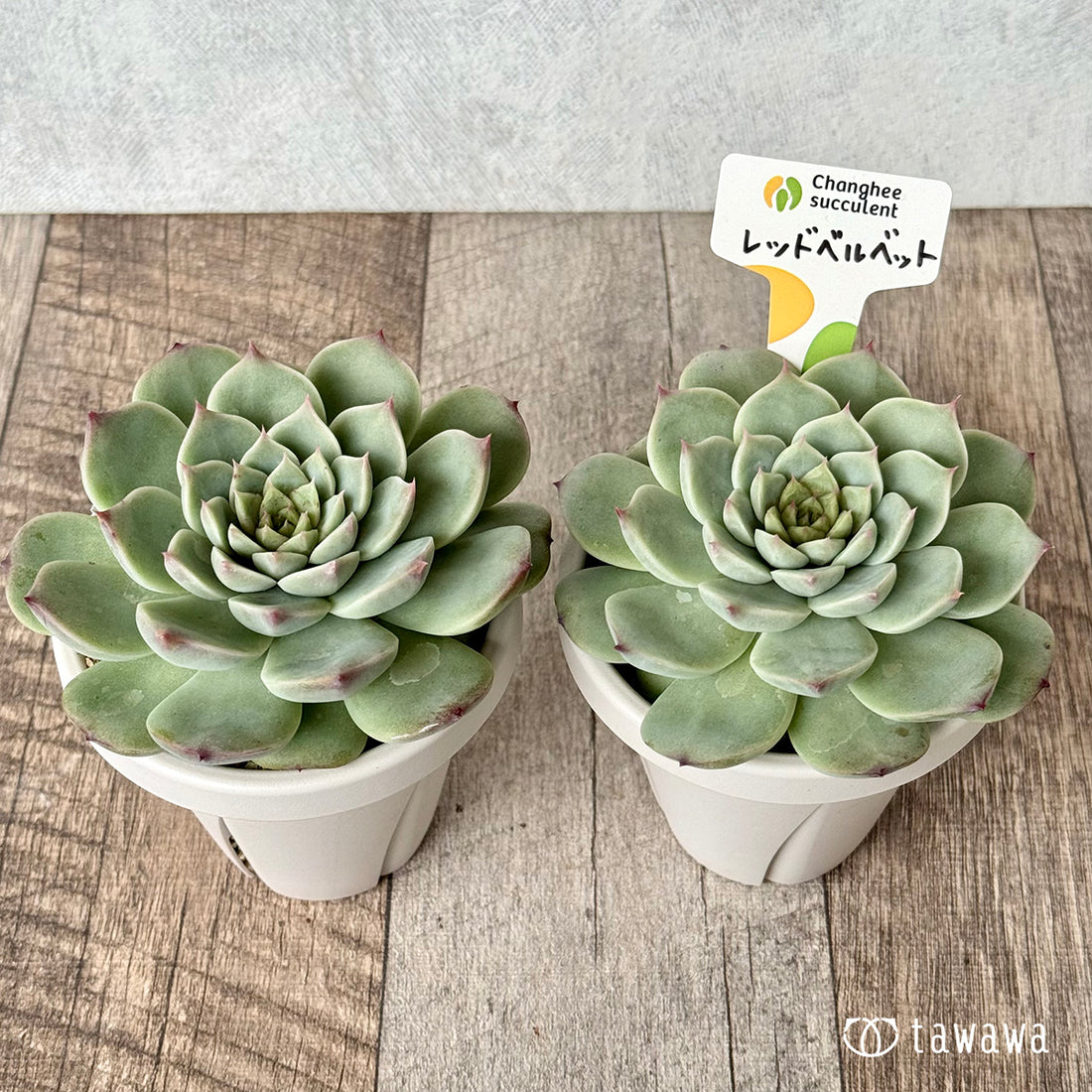 ＊新発売＊　レッドベルベット（チャンヒー農園）【tawawaハウス苗】（根張り鉢3号）
