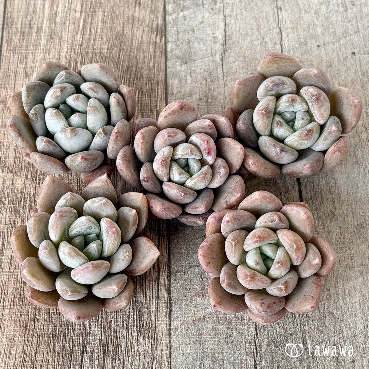 Eshim (Air Magic Farm Seedlings)