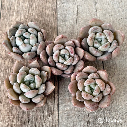 ＊新入荷＊　エシム（エアーマジック農園苗）