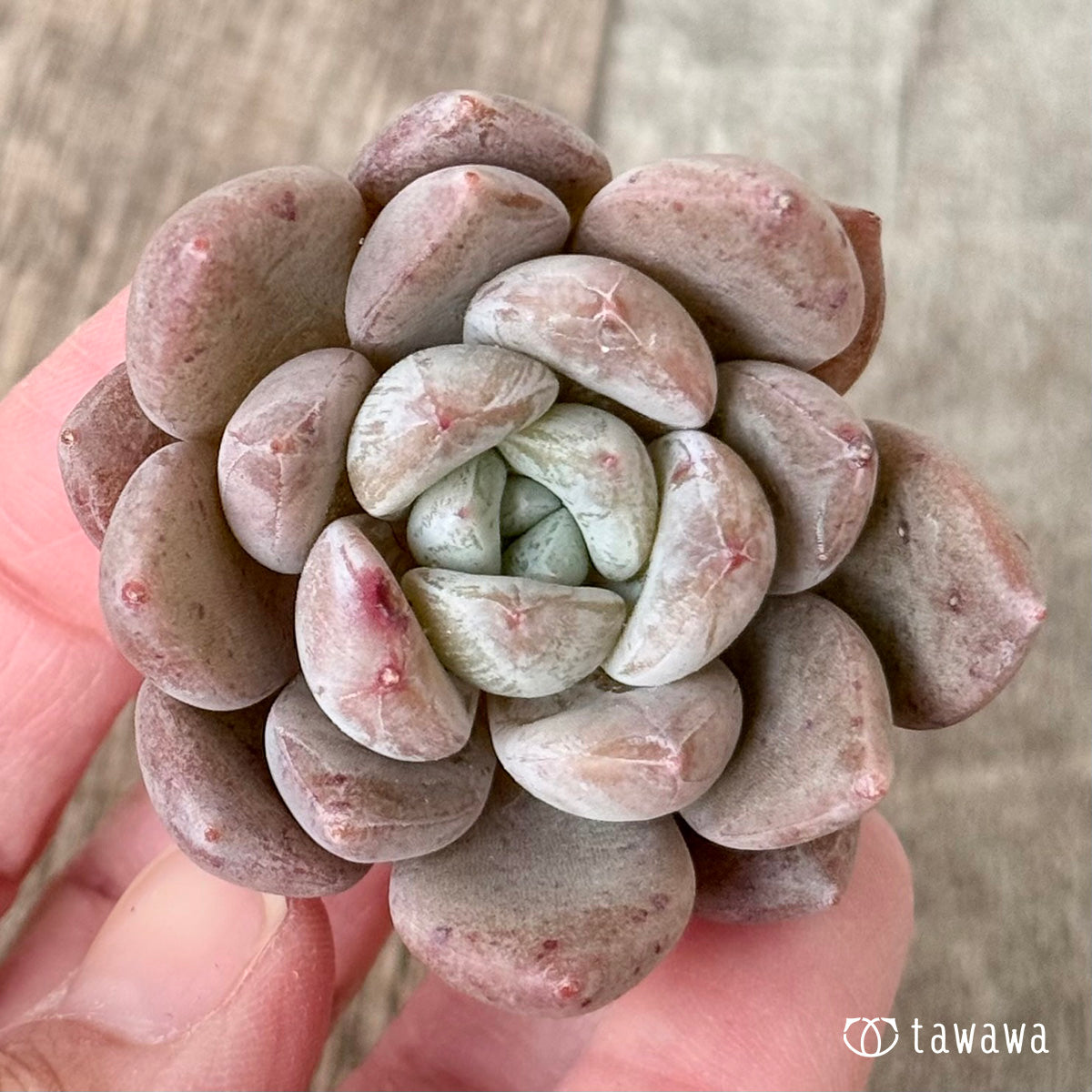 Eshim (Air Magic Farm Seedlings)