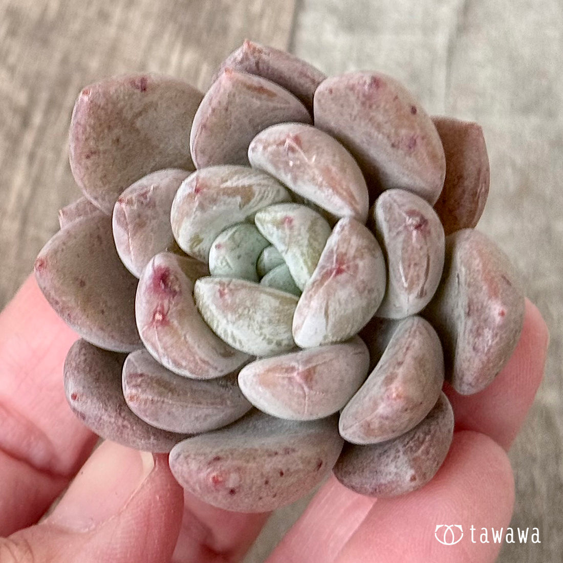 ＊新入荷＊　エシム（エアーマジック農園苗）