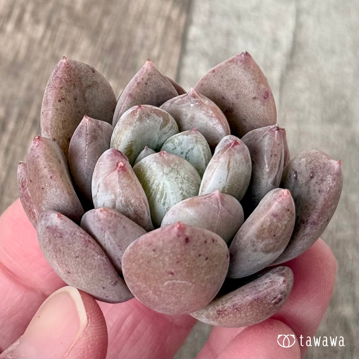 Eshim (Air Magic Farm Seedlings)