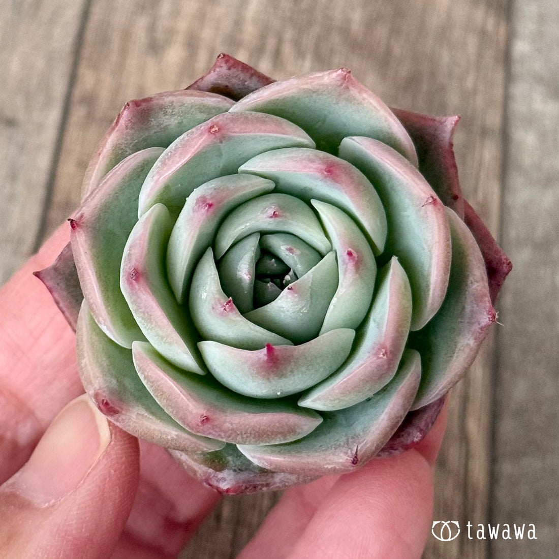 ＊新入荷＊　ロンリーハート（エアーマジック農園苗）