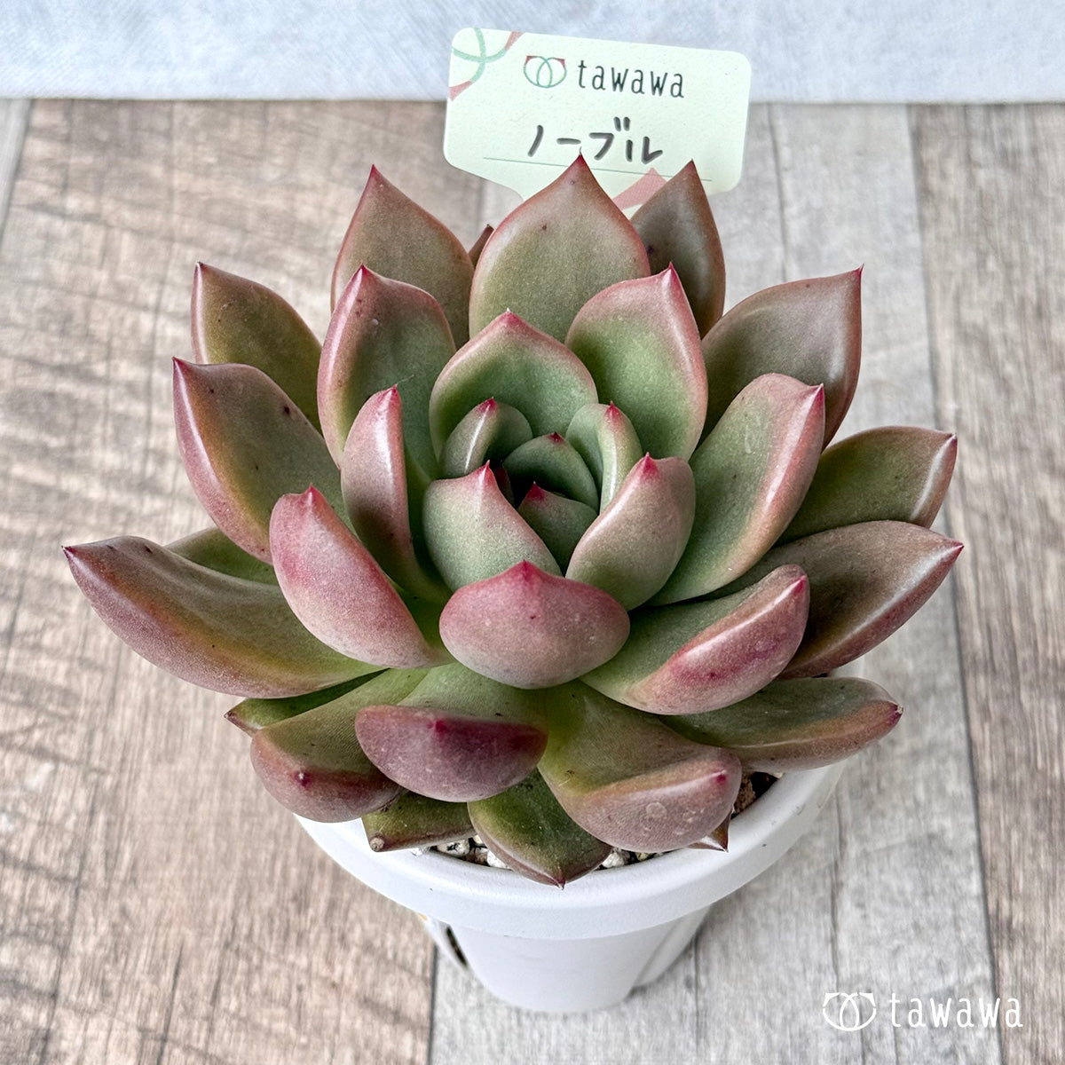 Noble (Air Magic Farm) [Tawawa House Seedlings] (Rooted 3-inch pot)