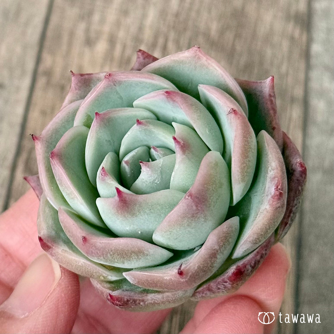 ＊新入荷＊　ロンリーハート（エアーマジック農園苗）