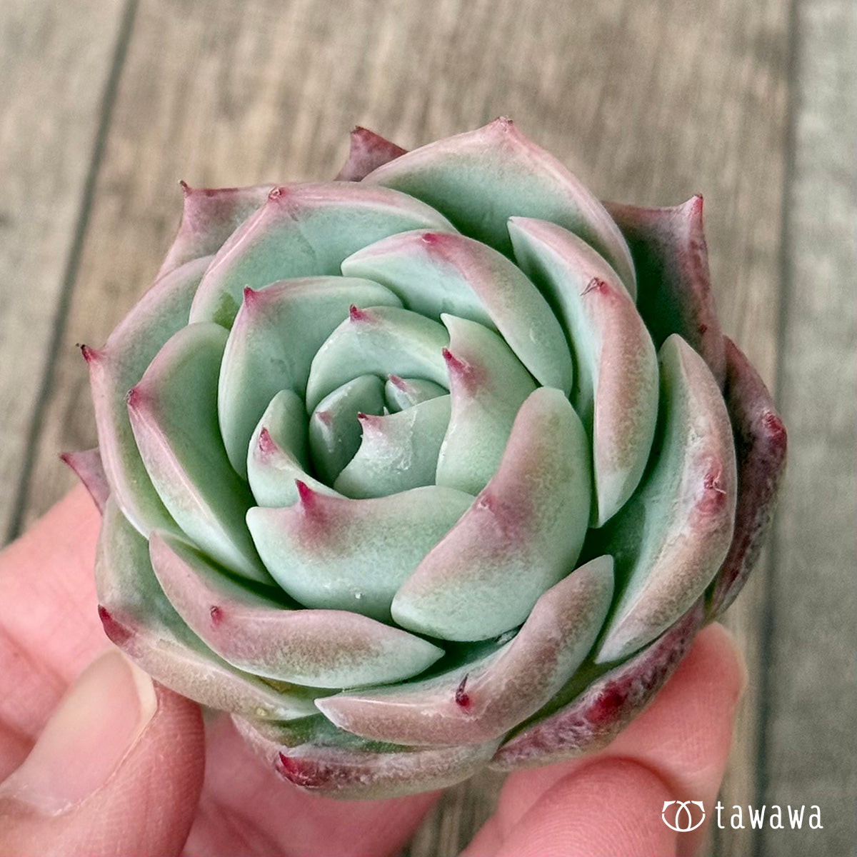 ロンリーハート（エアーマジック農園苗）