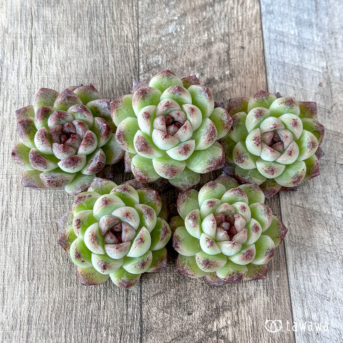 ブラッドマリア×エレガンス(花村農園苗)